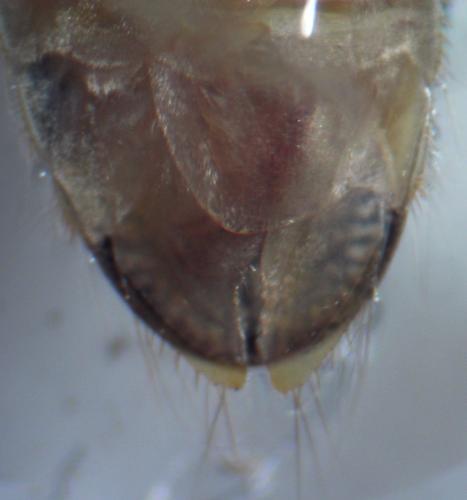 Sigara striata
